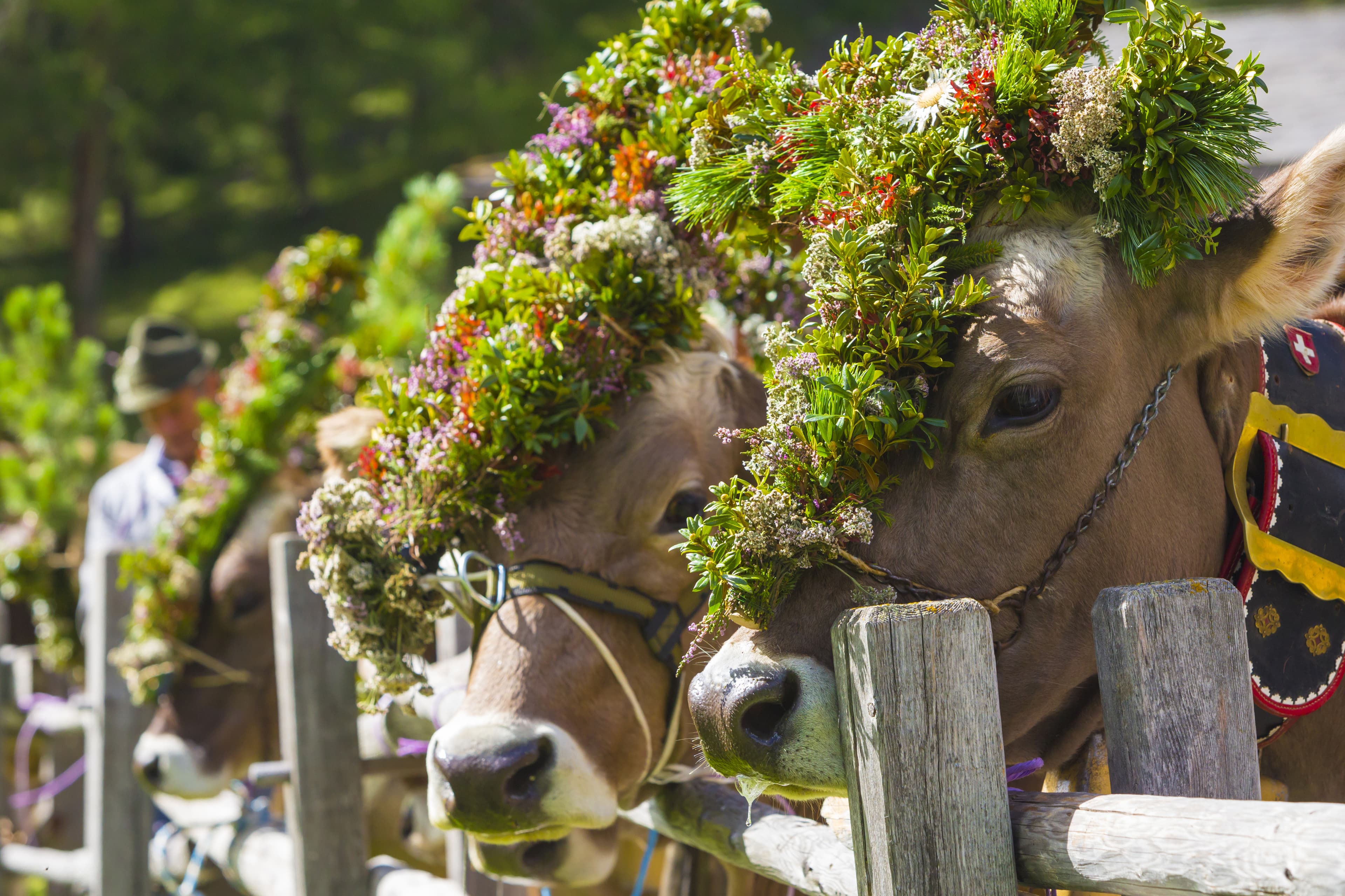 Viehscheid (Cattle Drive)